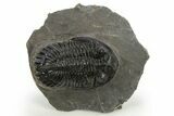 Detailed Hollardops Trilobite Fossil - Ofaten, Morocco #310572-3